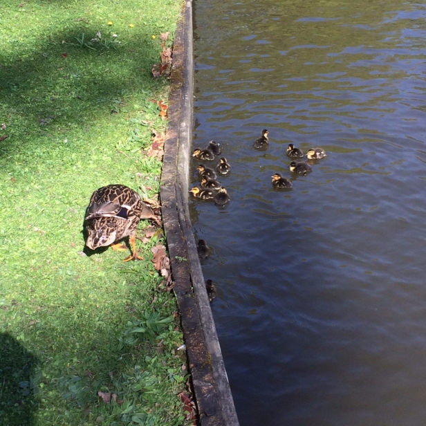ducklings, university of york, ducks